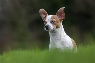 Short-haired Chihuahua in garden