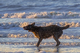 Unleashed dog on the beach shaking off water droplets from wet fur