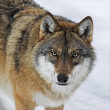 Close up portrait of gray wolf