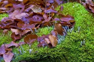 Beech stump with moss and tree fungi