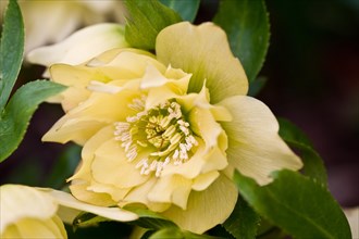 hybridus Harvington double yellows Lenten rose hellebore