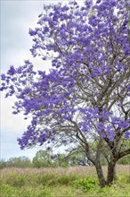 Vibrant Jacaranda tree on Big Island