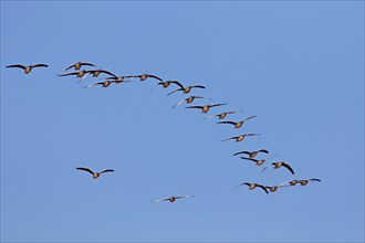 Flock of migrating greylag geese