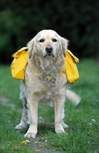 Golden retriever with bags