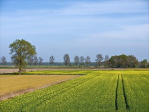 Rape field near Neuenkirchen