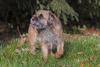 Grizzled border terrier licking nose in garden. British dog breed of small
