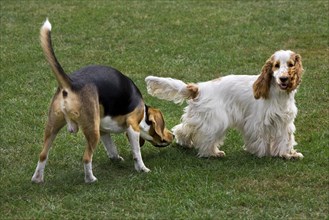 Beagle sniffing at English Cocker Spaniel