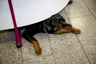 Rottweiler dog resting on the floor in house