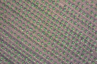 Aerial view over white cabbage field showing rows of Dutch cabbages