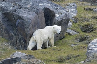 Solitary polar bear