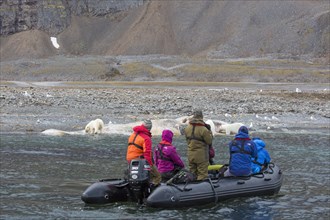 Eco-tourists in Zodiac taking pictures of scavenging polar bears