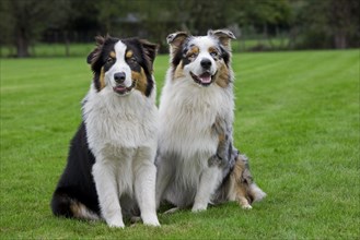 Australian Shepherd dogs