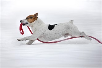 Jack Russell terrier dog running with leash in mouth in the snow during snowfall in winter
