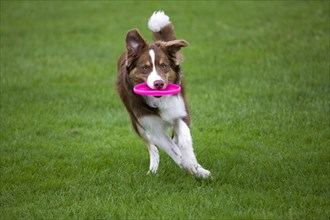 Border collie running and playing dogfrisbee