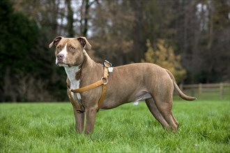 American Staffordshire Terrier wearing dog harness in garden