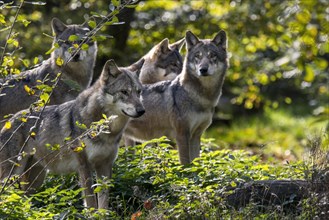 Wolf pack of four Eurasian wolves
