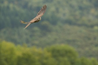 Common kestrel