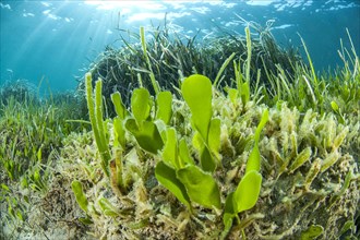 Green alga Caulerpa prolifera and Halophila stipulacea seagrass