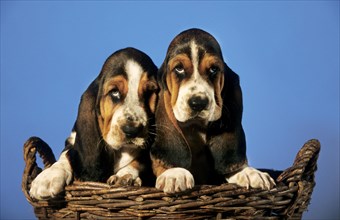 Two cute Basset hound dog