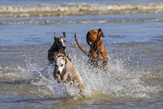 Two sighthounds and Vizsla dog chasing each other in shallow water on the beach along the North Sea coast