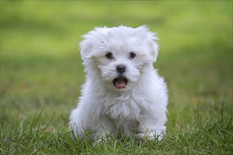 Cute white Maltese puppy