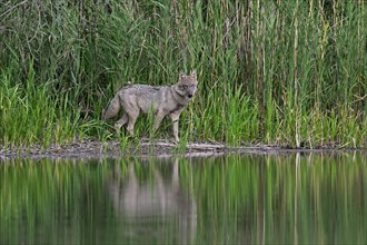 Solitary European gray wolf