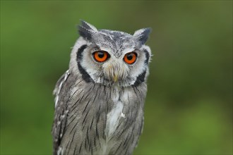 Southern white-faced owl