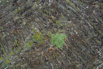 Aerial view over Swedish clearcut area