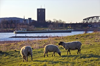 Sheep on the Rhine meadows in Duisburg with cargo ship on the Rhine and Rheinpreussen Shaft VIII Colliery in Moers