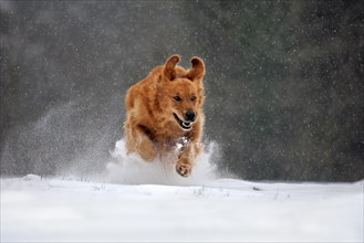 Golden retriever dog running in the snow in forest during snowfall in winter