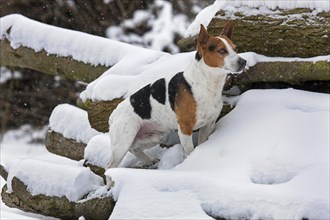 Jack Russell terrier dog in the snow during snowfall in winter