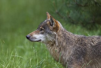 Close up portrait of solitary gray wolf