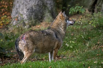 Subordinate European Grey Wolf