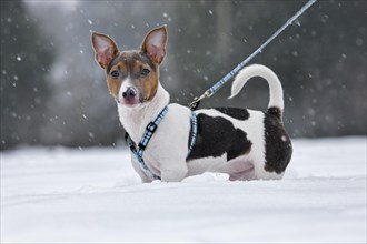 Jack Russell terrier dog pup in the snow during snowfall in winter