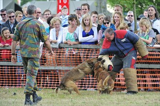 Military attack dogs