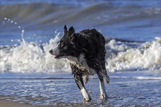Running unleashed border collie leaving sea water after playing in surf along the North Sea coast