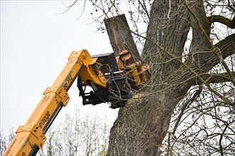 Tree felling with a felling crane in Vellmar