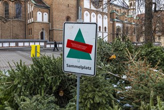 Collection point for discarded Christmas trees