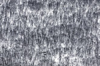 Abstract photo showing aerial view over birch trees in the snow of taiga