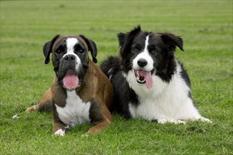 Boxer and Border collie lying next to each other on on lawn in garden