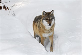 Solitary gray wolf