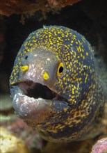 Close-up of head of moray eel