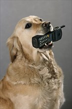 Labrador assistance dog as help for disabled people carrying a mobile phone in mouth