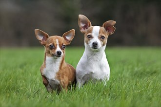 Two short-haired tan Chihuahuas in garden