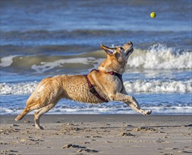 Unleashed blonde labrador retriever wearing dog harness and playing fetch with tennis ball on the beach