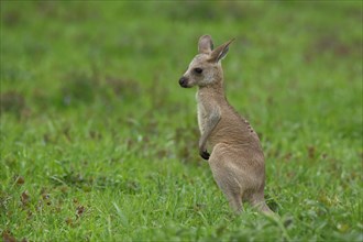 Young eastern grey kangaroo