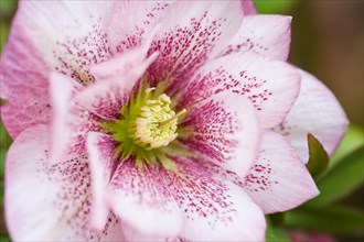 hybridus Harvington double pinks Lenten rose hellebore