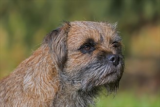 Grizzled border terrier in garden. British dog breed of small