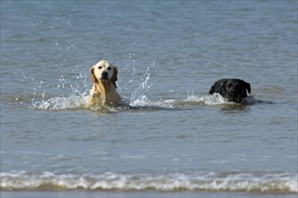 Golden retriever and labrador retriever dogs