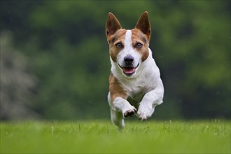 Smooth coated Jack Russell terrier